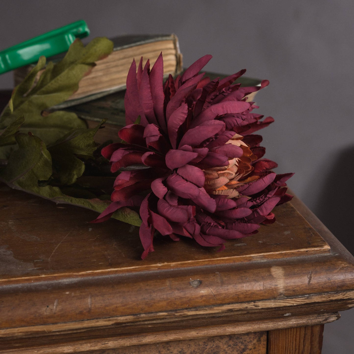 Autumn Spider Chrysanthemum Stem