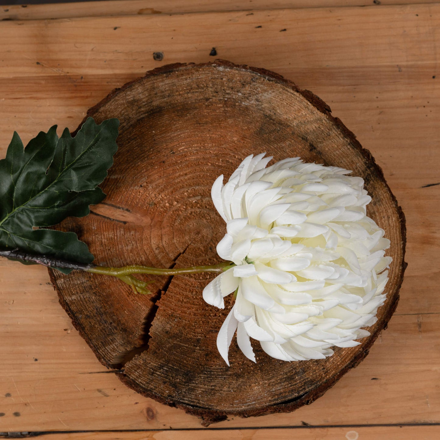 White Chrysanthemum - Large