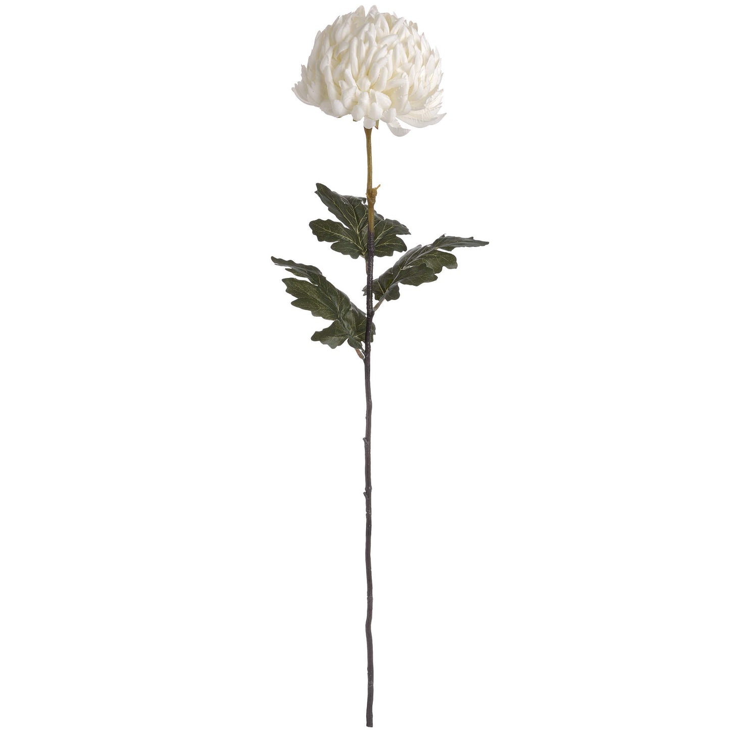 White Chrysanthemum - Large
