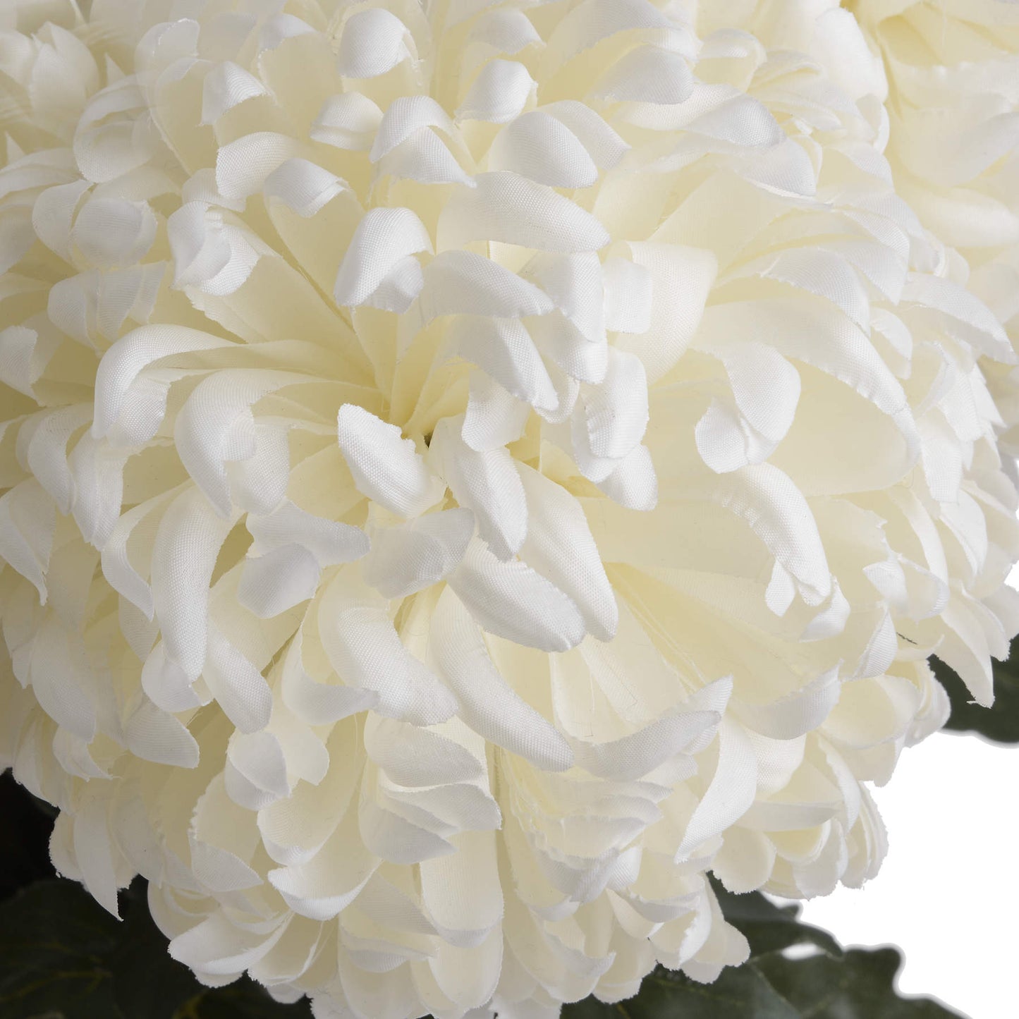 White Chrysanthemum - Large