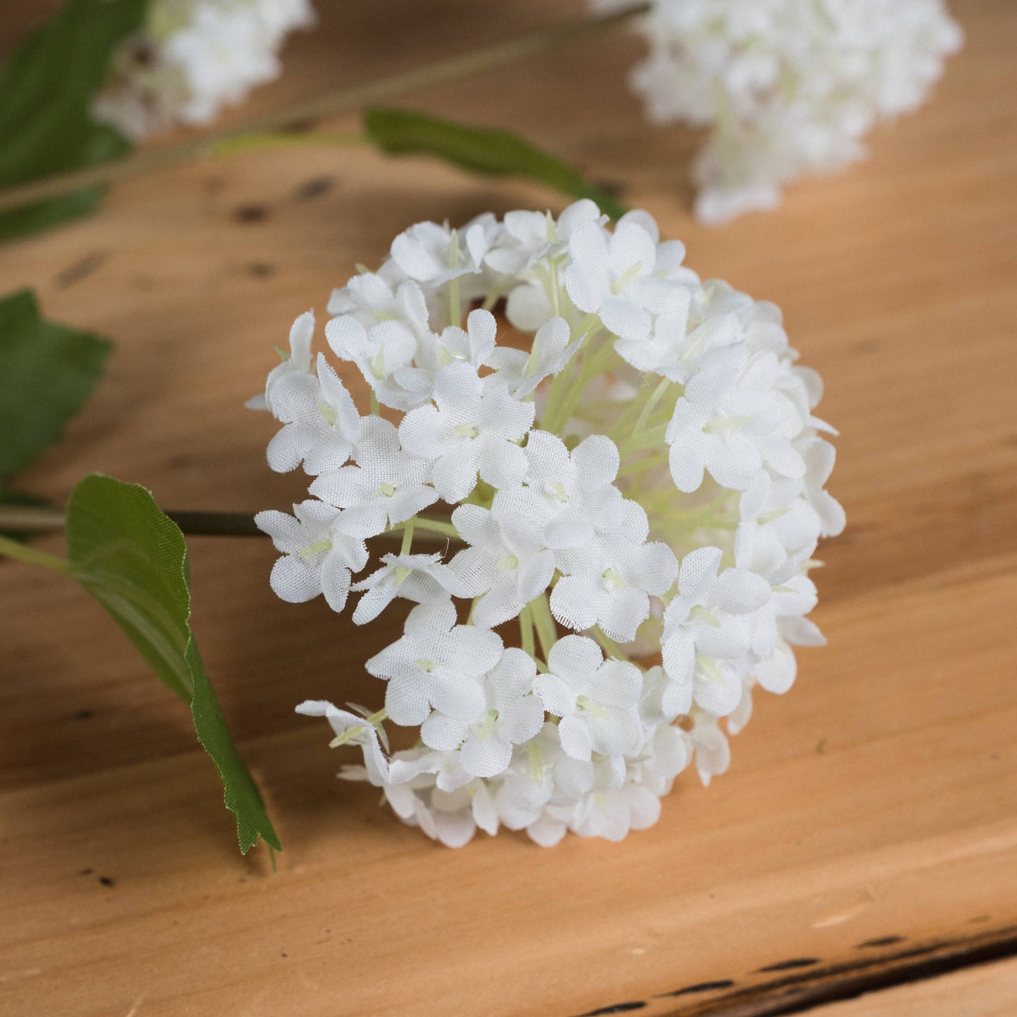 Viburnum Opulus Stem