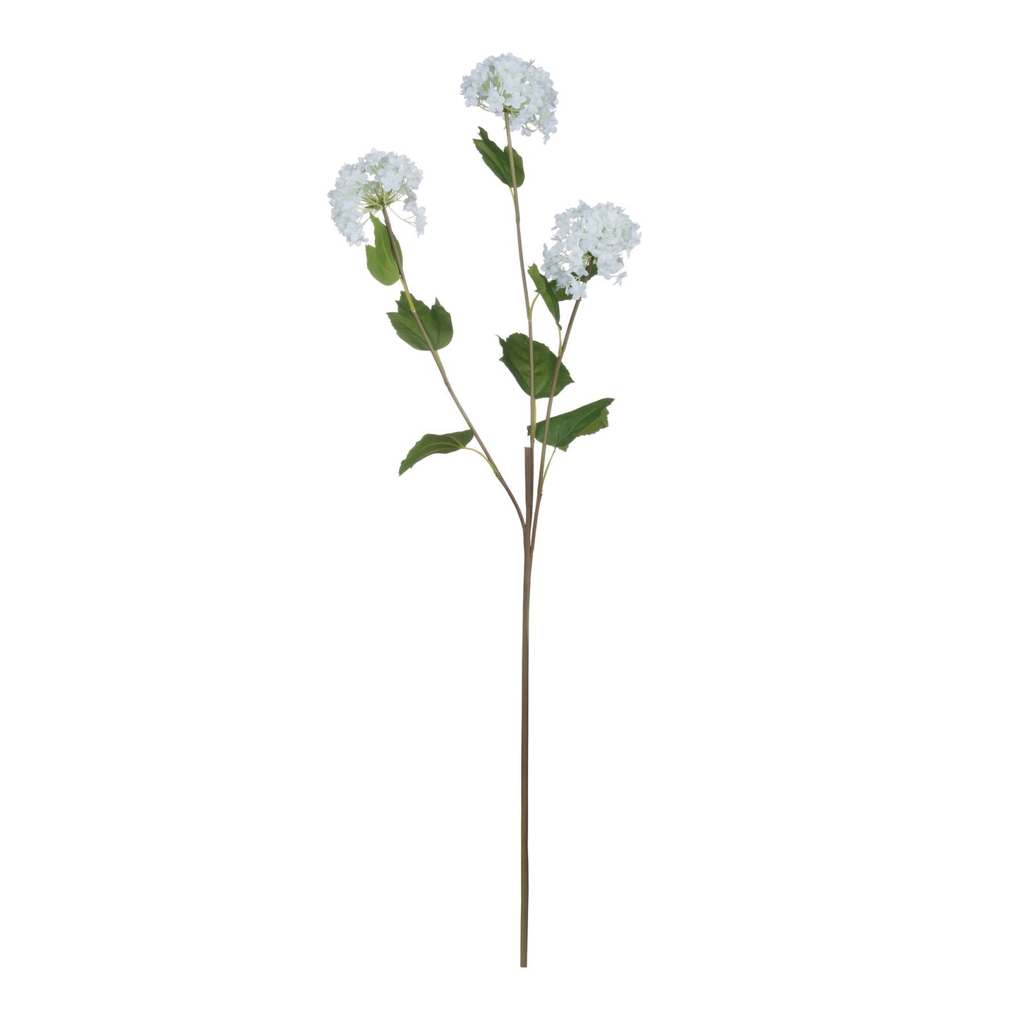Viburnum Opulus Stem