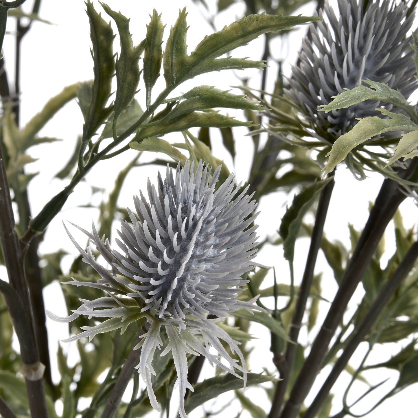 Eryngium Blue Thistle Stem