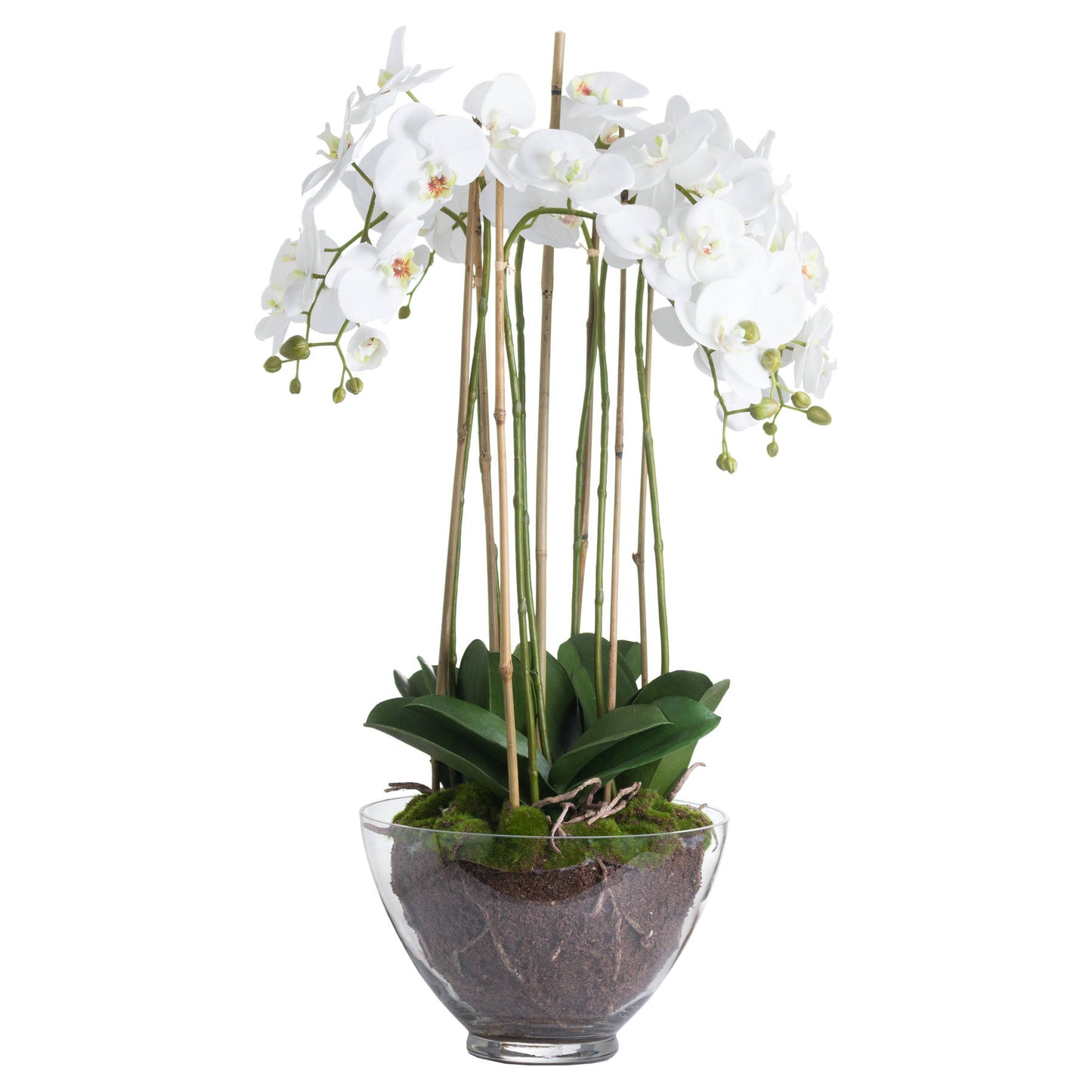 White Orchid In Glass Pot - Large