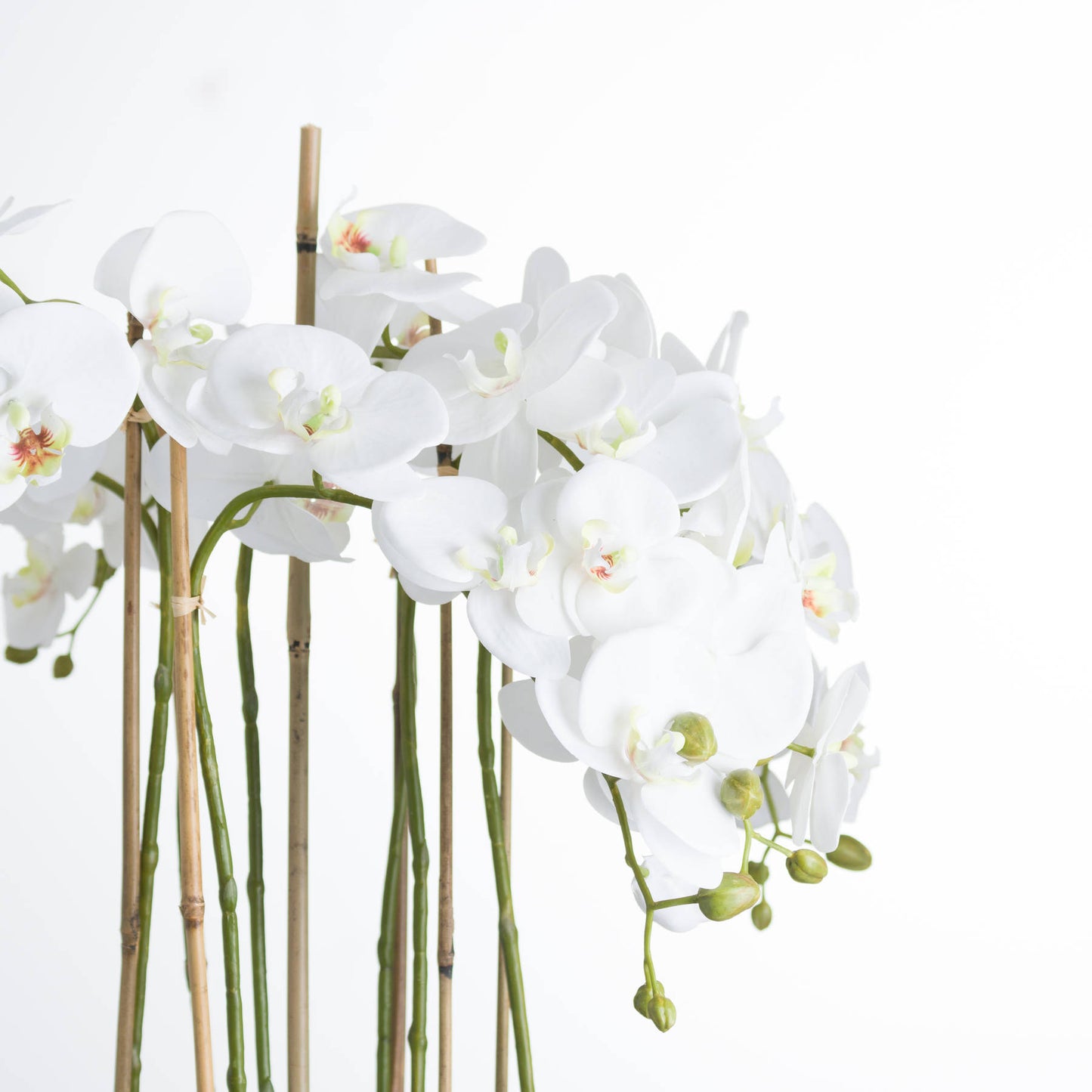 White Orchid In Glass Pot - Large