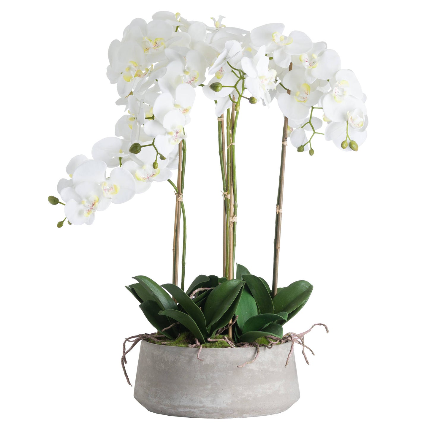 White Orchid In Stone Pot - Large