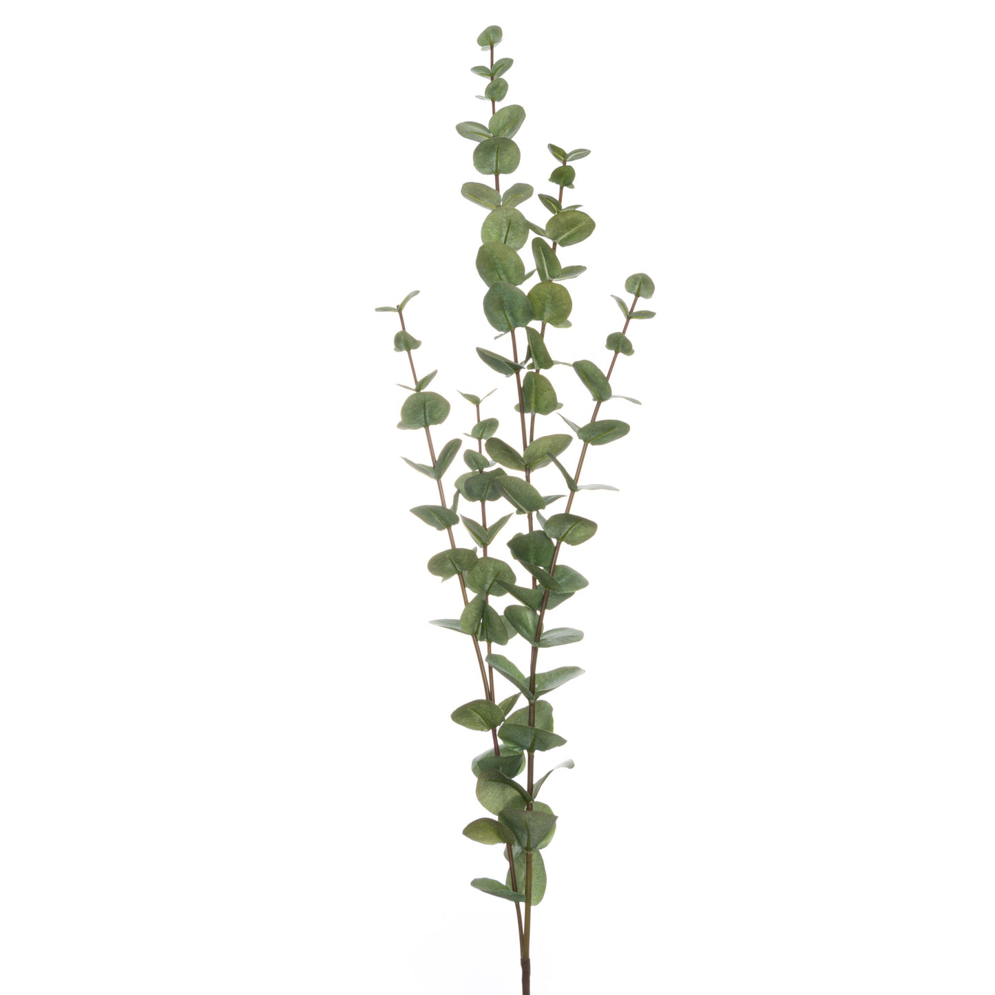 Cineraria Eucalyptus Spray - Large