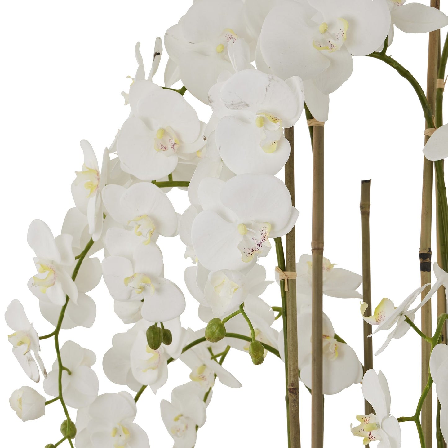 White Orchid In Antique Stone Pot - Large