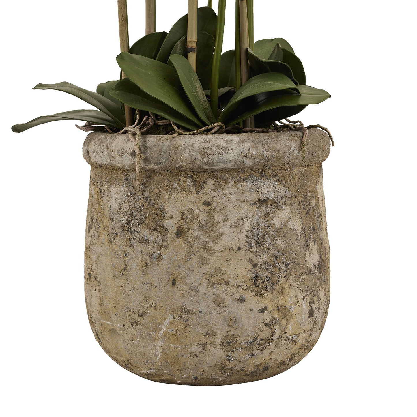 White Orchid In Antique Stone Pot - Large