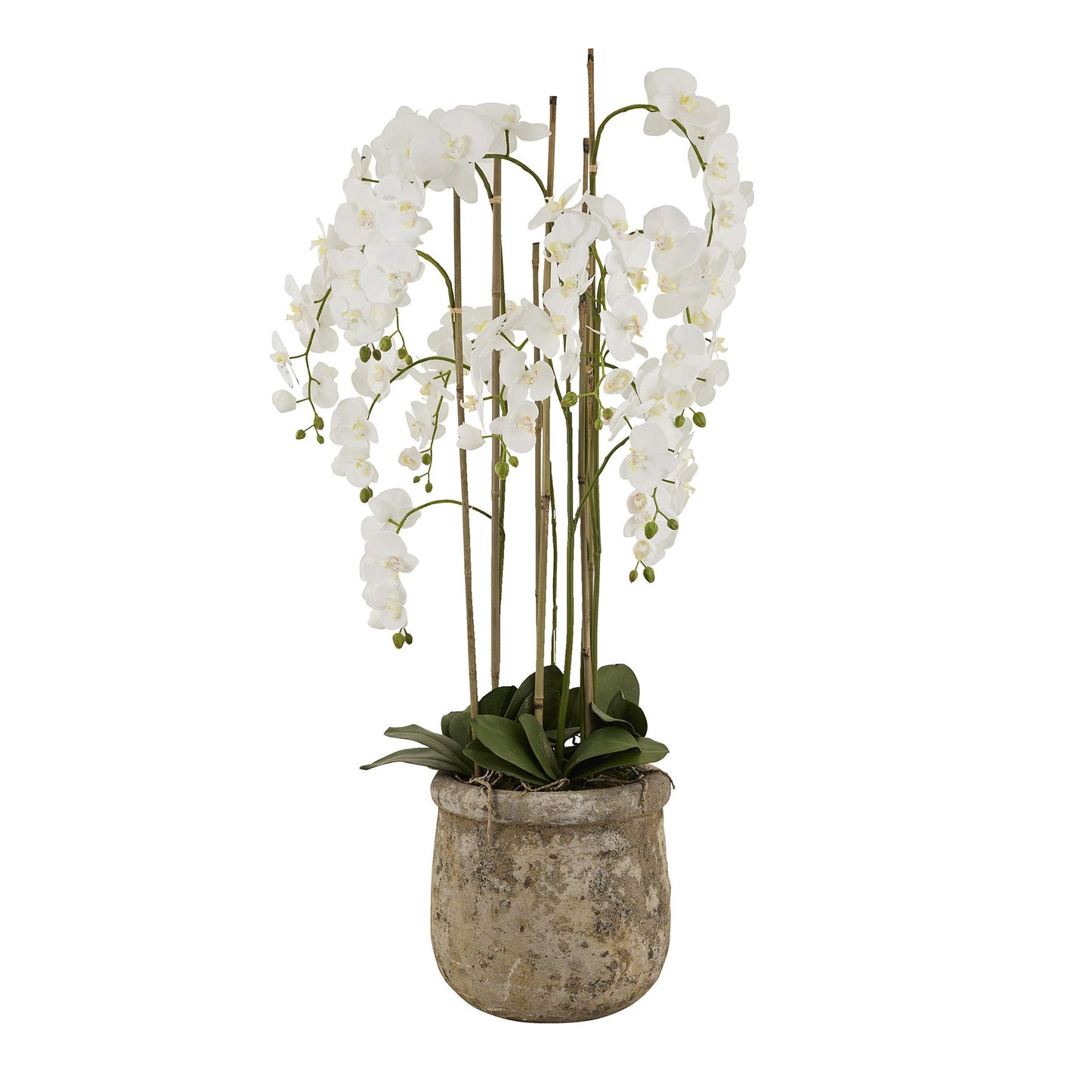 White Orchid In Antique Stone Pot - Large