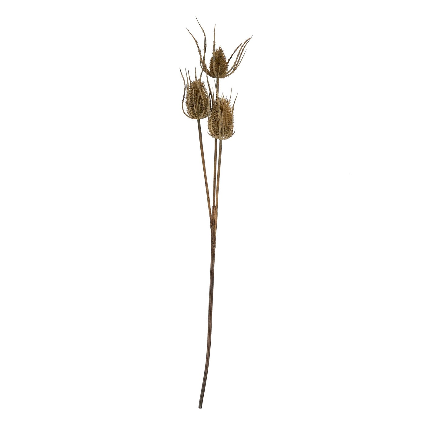 Brown Triple Teasle Stem - Large