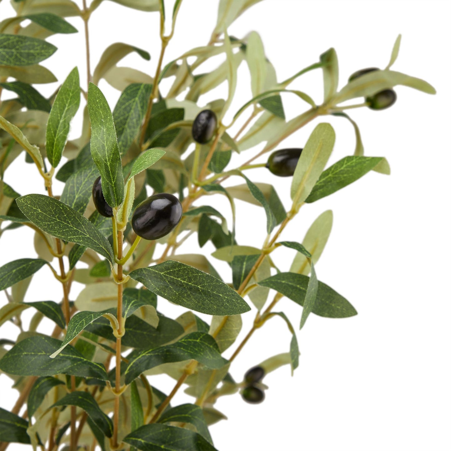 Calabria Olive Tree - Large