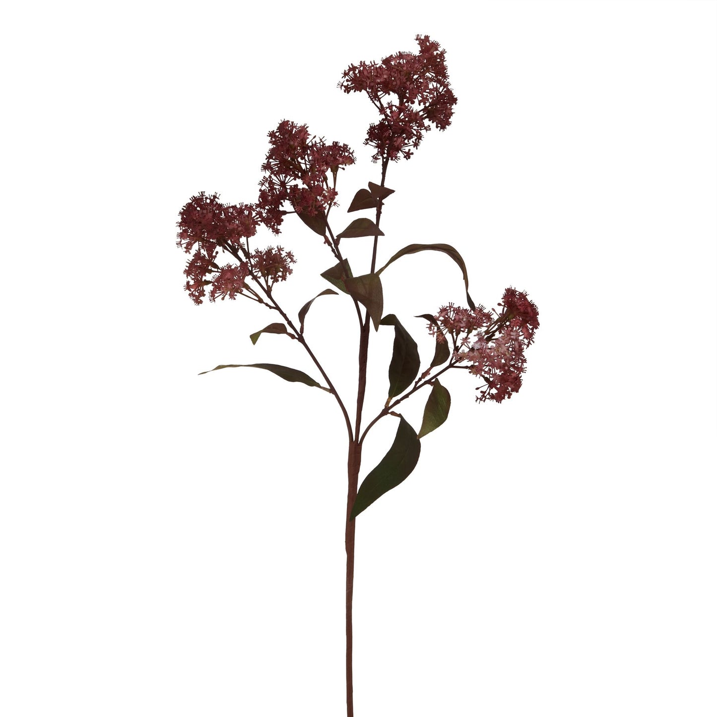 Burgundy Smokebush Stem - Medium