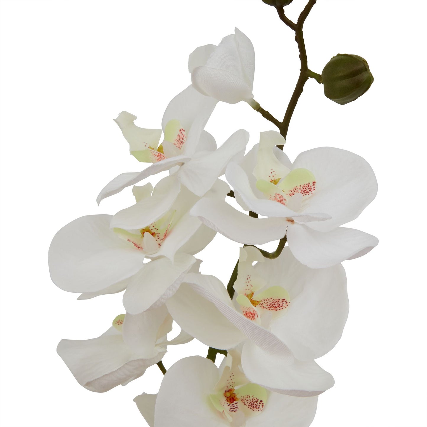 White Butterfly Orchid Stem - Large
