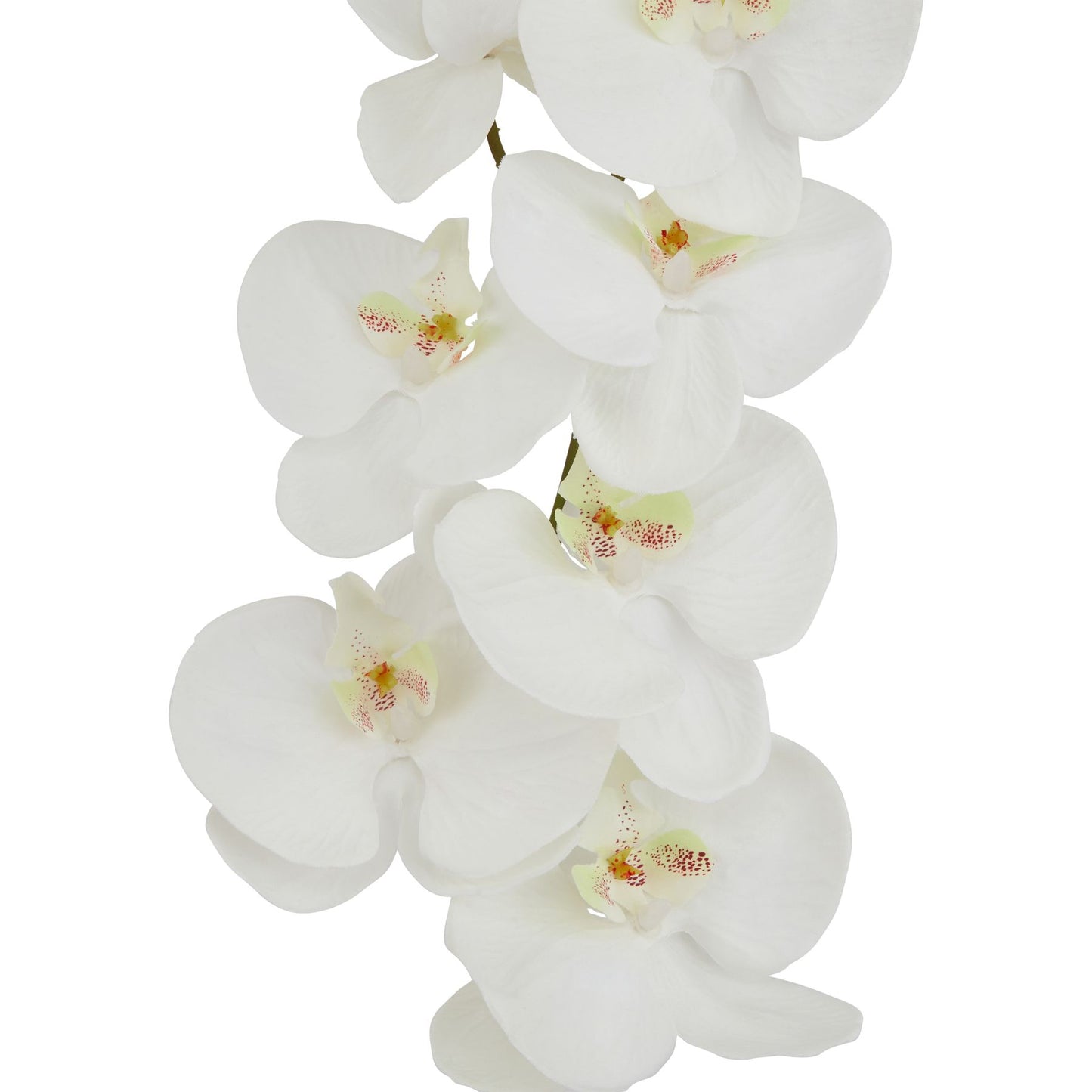 White Butterfly Orchid Stem - Tall