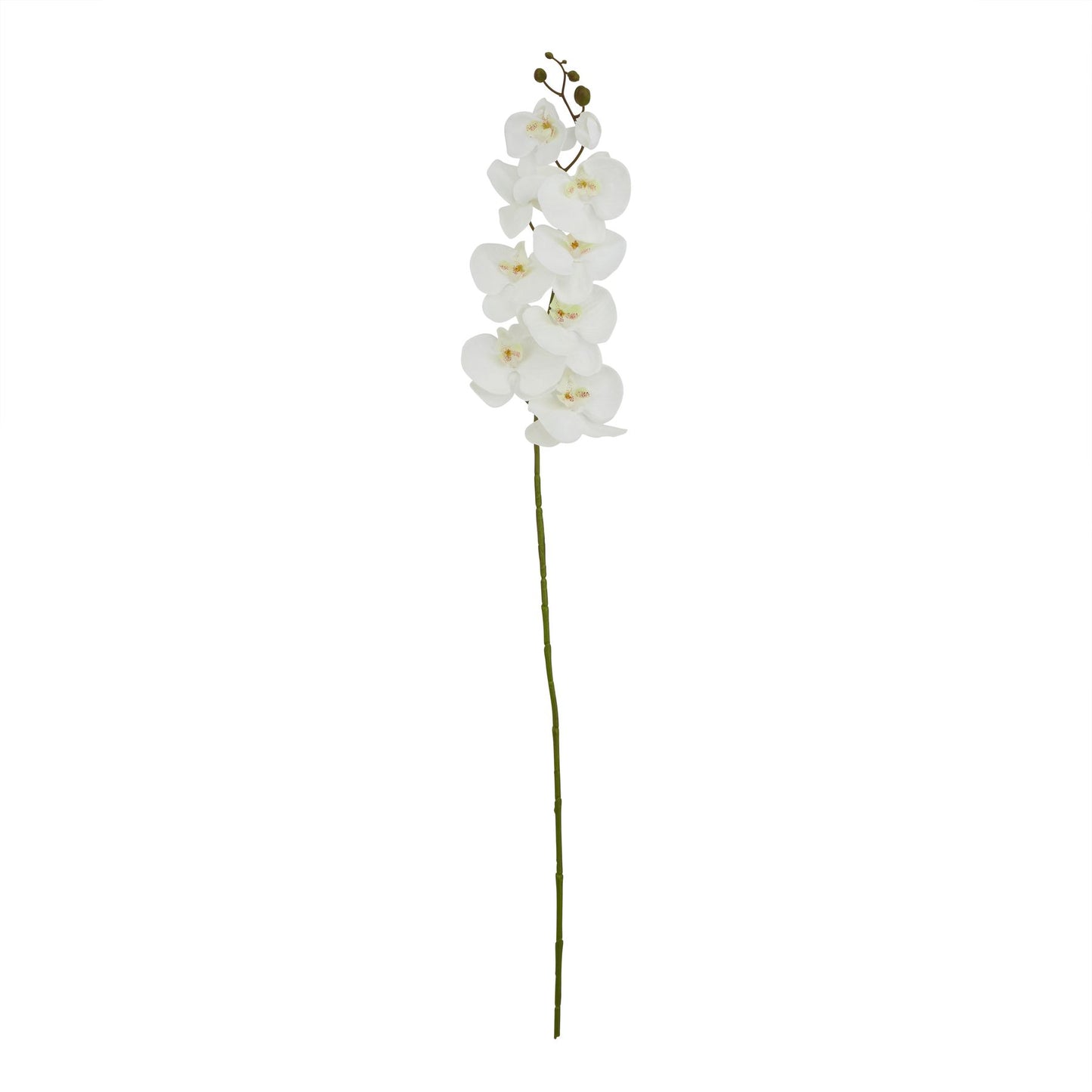 White Butterfly Orchid Stem - Tall