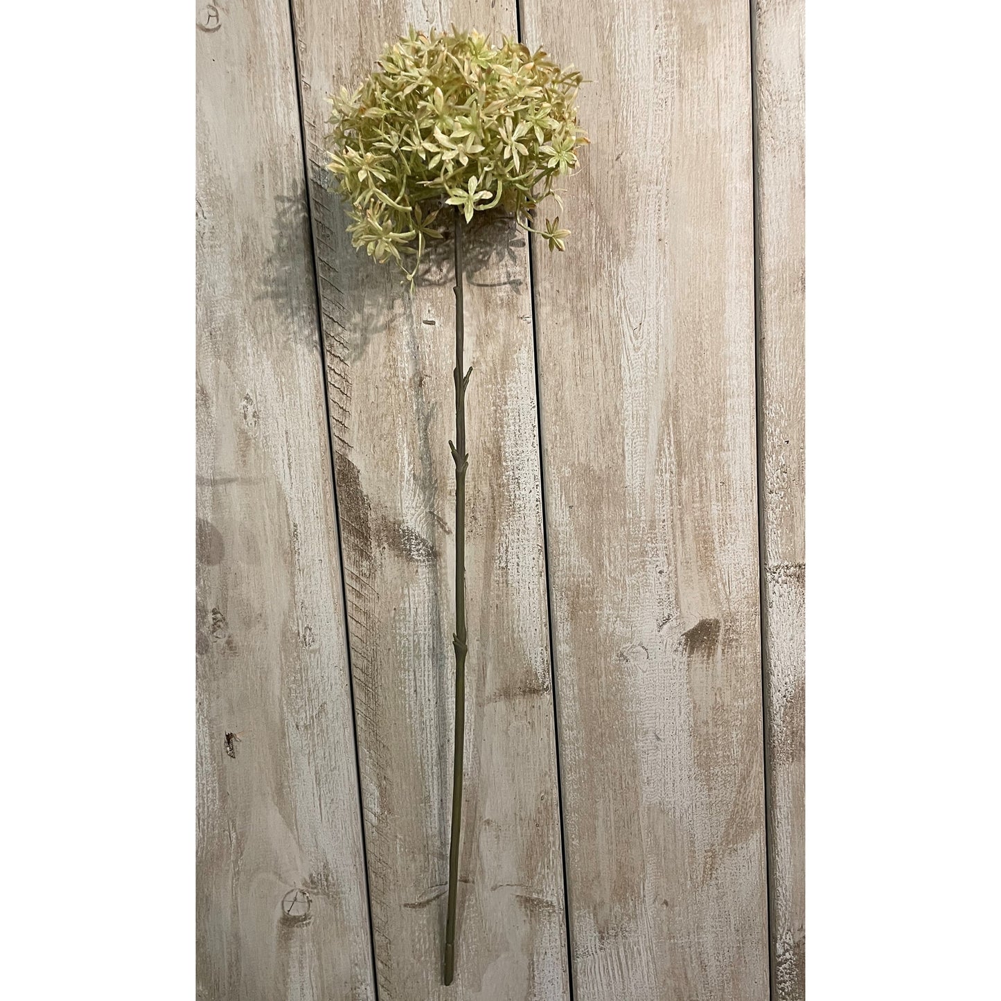 Coffee Allium