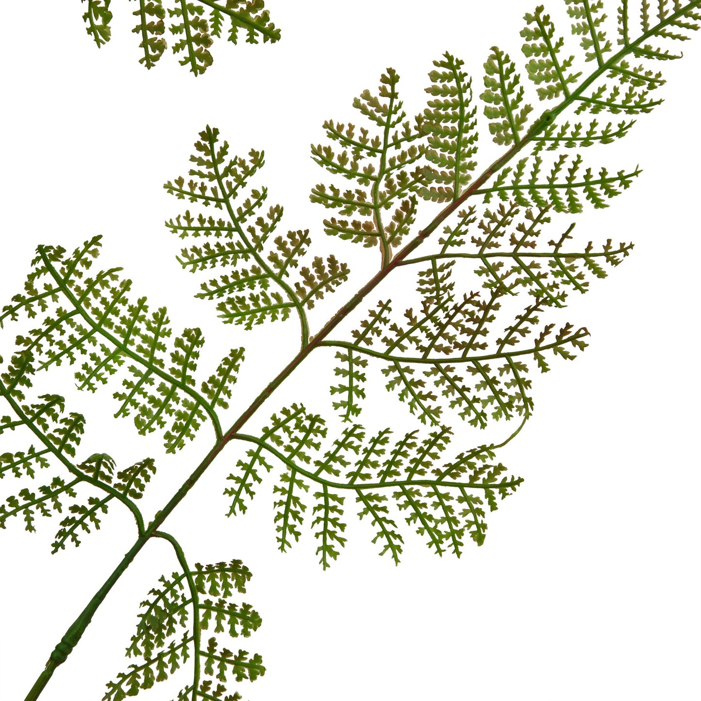 The Natural Garden Collection Bracken Fern Spray - Large