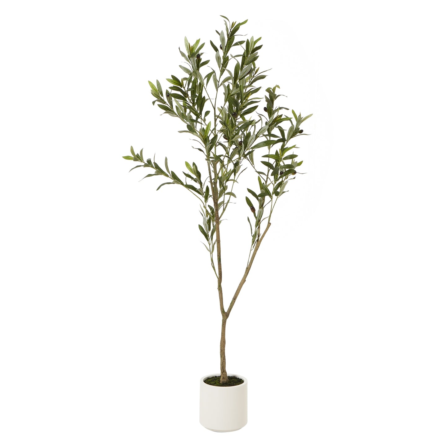 Apulia Olive Tree In White Pot - 150 cm