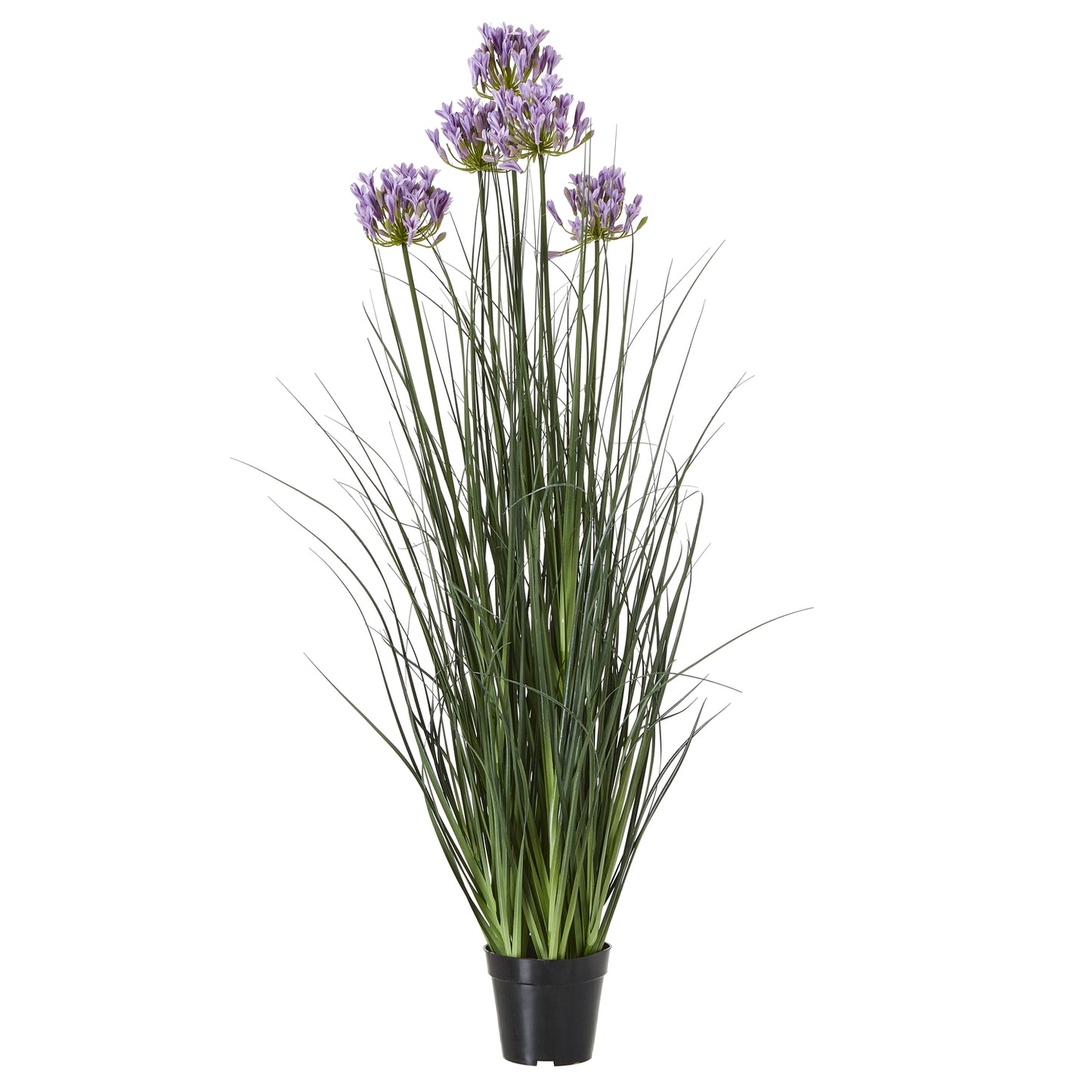 Purple Agapanthus Plant In Pot - Large