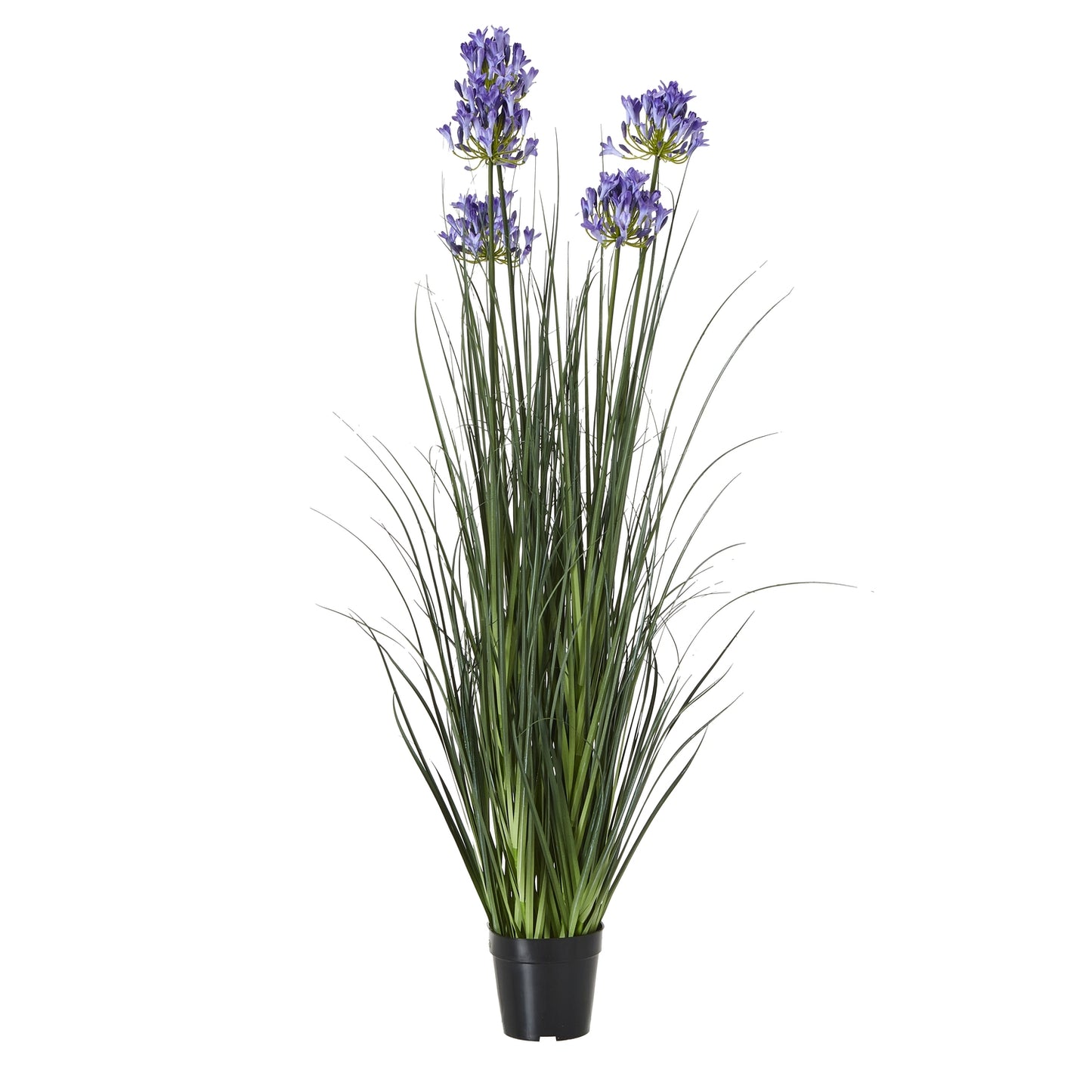 Blue Agapanthus Plant In Pot - Large