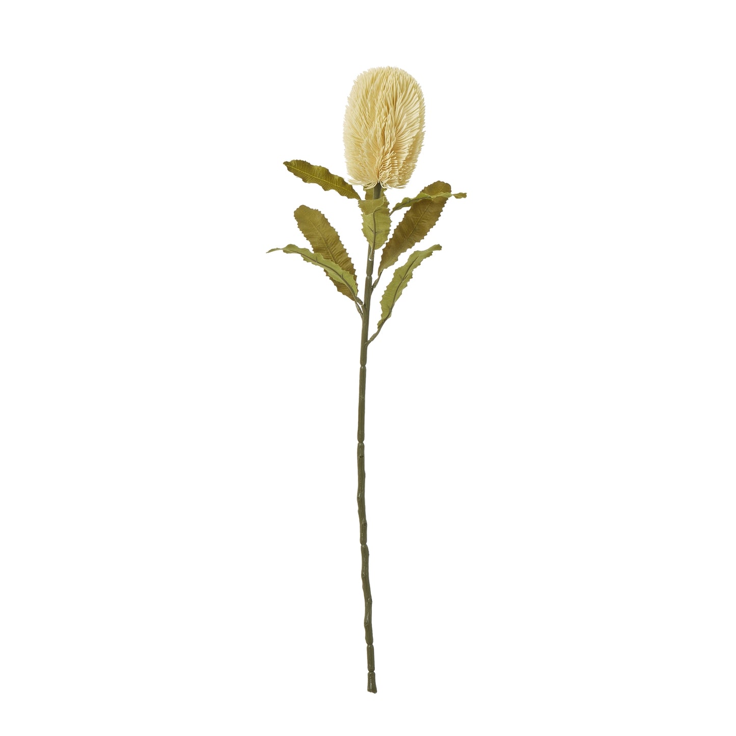 Cream Banksia Serrata Stem - Large