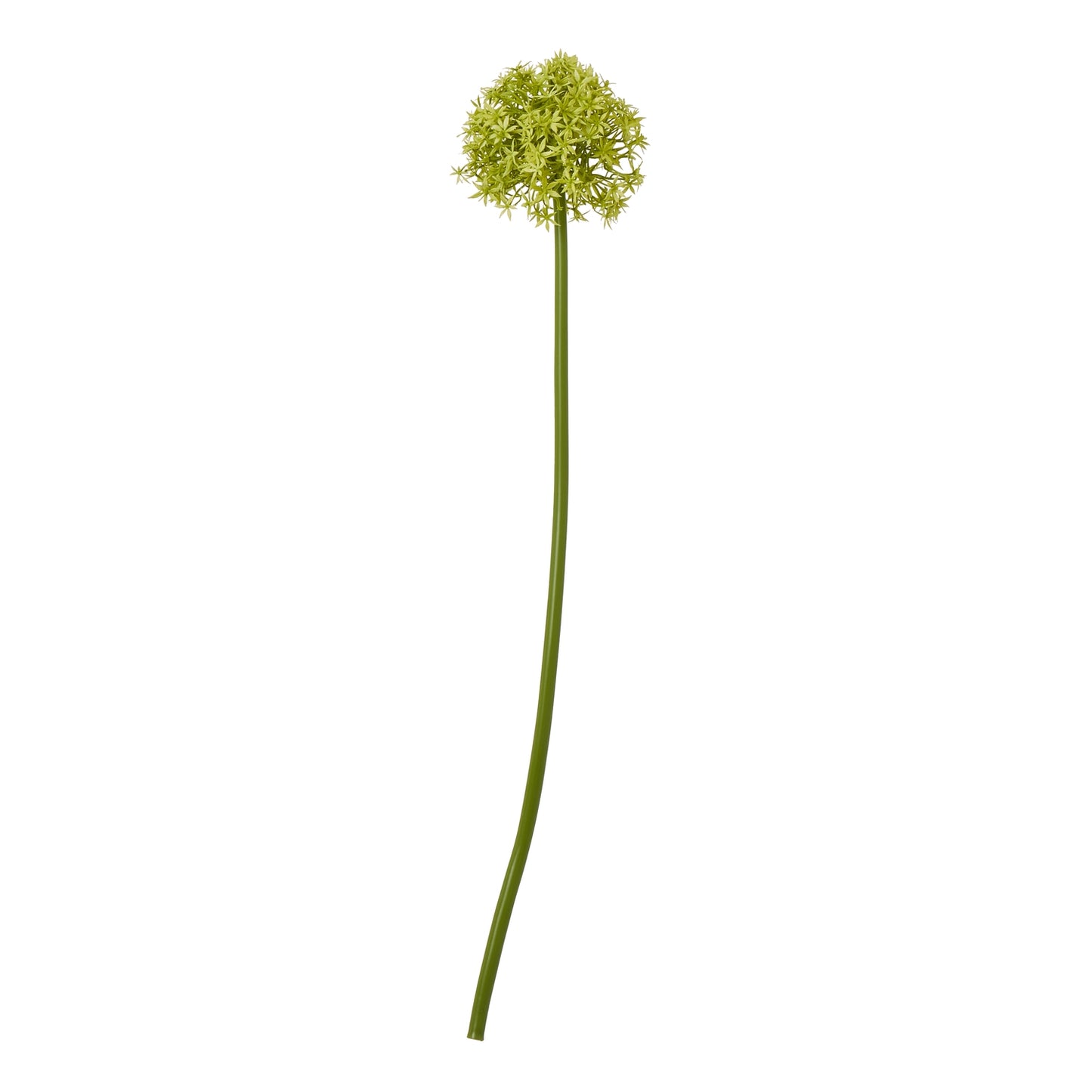 Green Allium Stem - Medium
