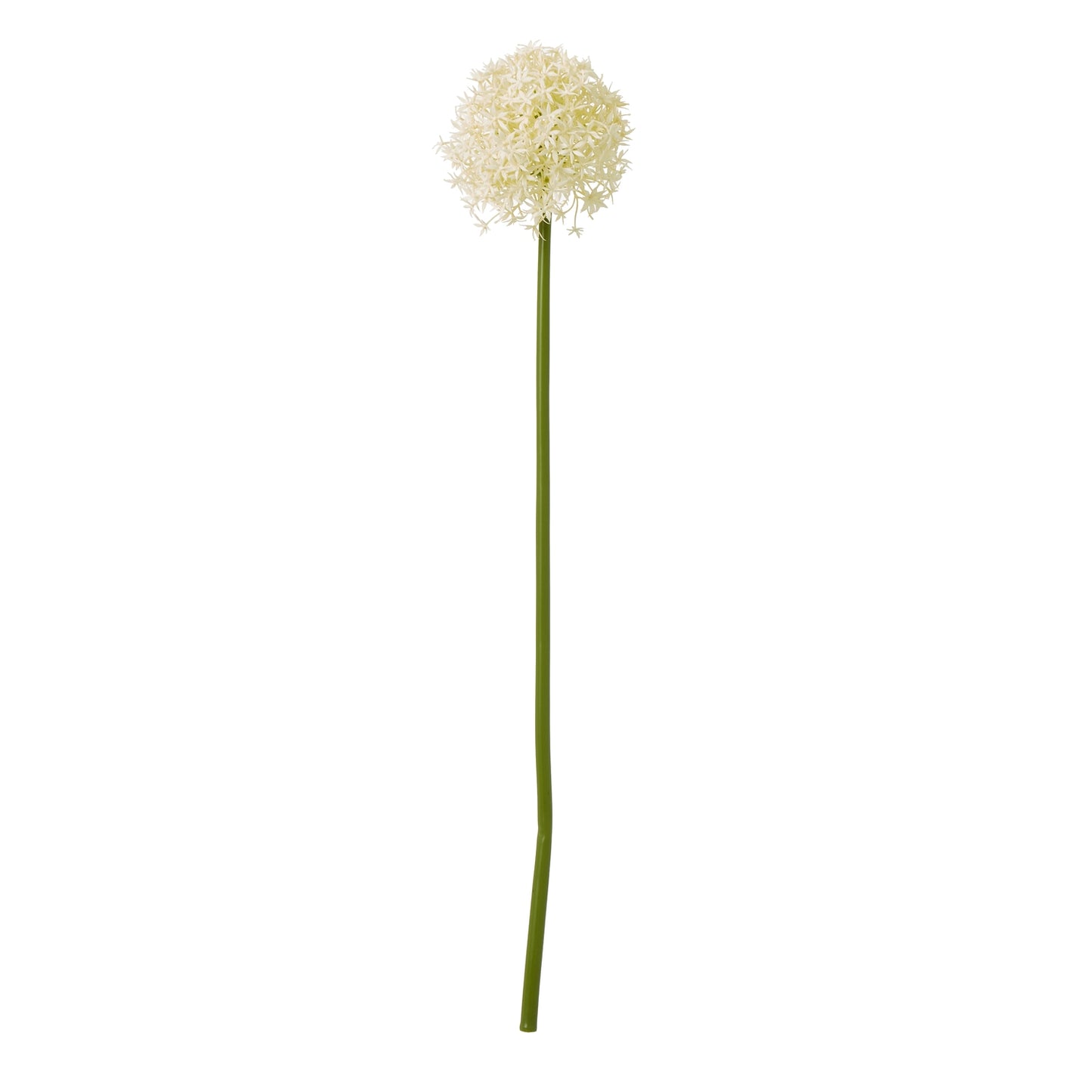 Cream Allium Stem - Medium