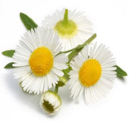 Argan Oil Solid Shampoo Loaf - Chamomile & Lemon