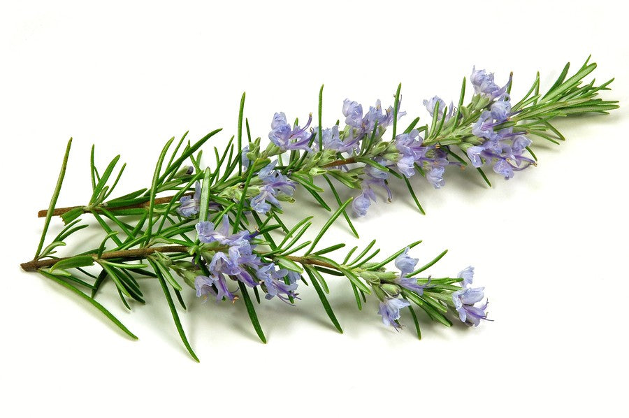 Argan Oil Solid Shampoo Loaf - Lavender & Rosemary