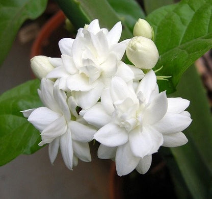 Argan Oil Solid Shampoo Loaf - Jasmine