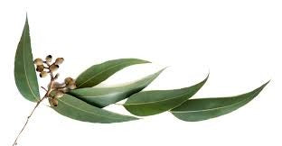 Argan Oil Solid Shampoo Loaf - Eucalyptus
