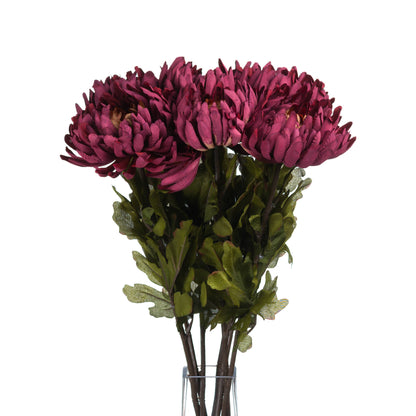 Autumn Spider Chrysanthemum Stem