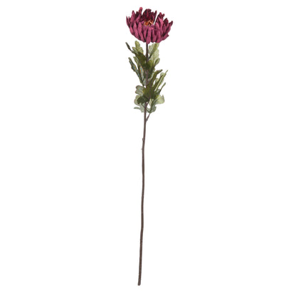 Autumn Spider Chrysanthemum Stem