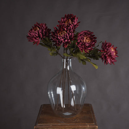 Autumn Spider Chrysanthemum Stem