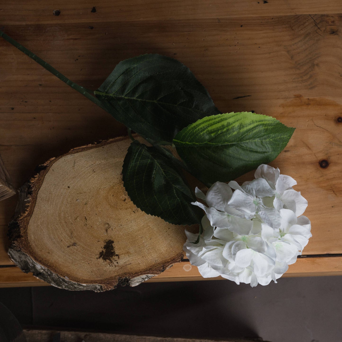 White Head Hydrangea - Small