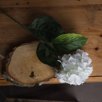 White Head Hydrangea - Small