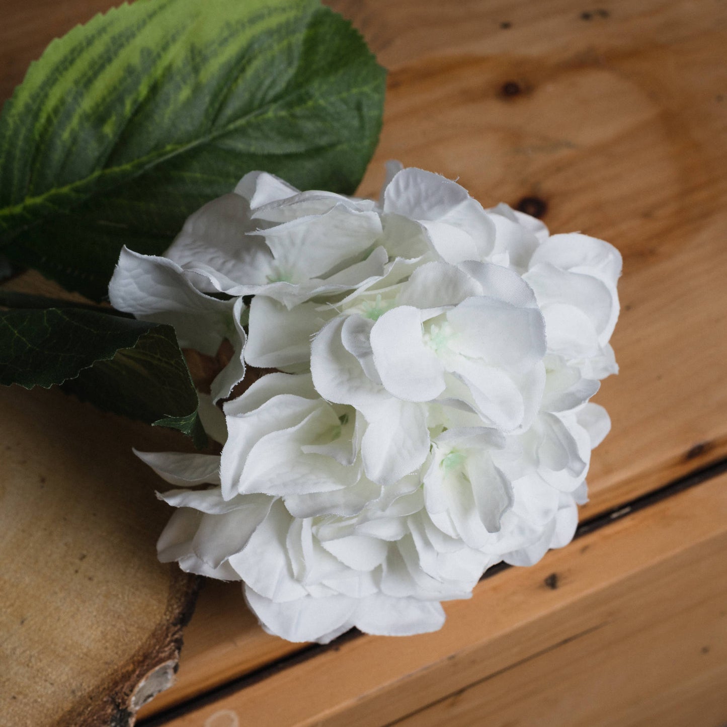 White Head Hydrangea - Small