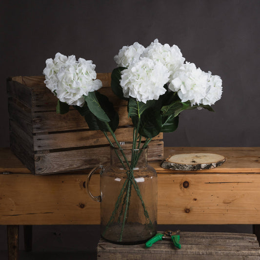 White Head Hydrangea - Small