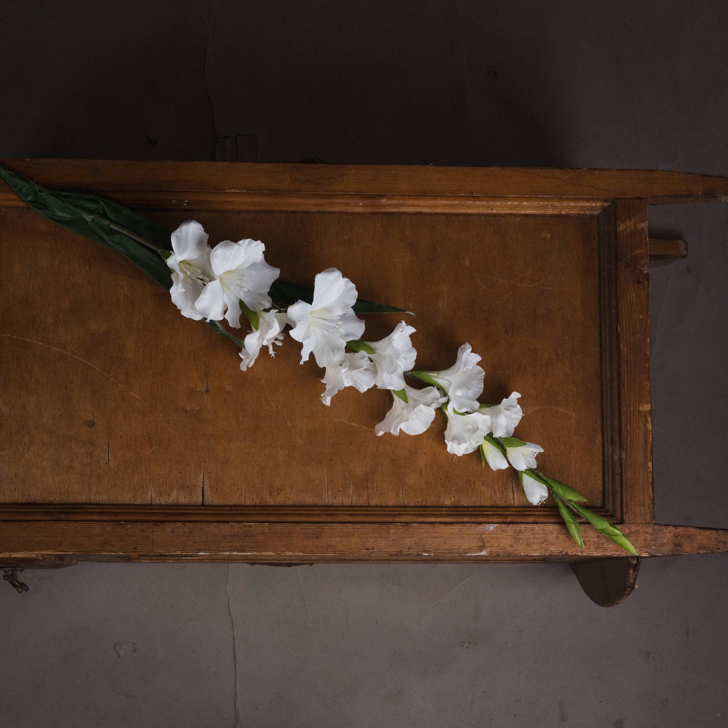 White Gladioli Stem