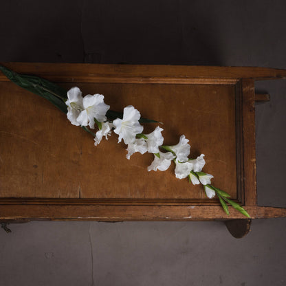 White Gladioli Stem