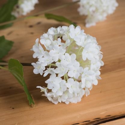 Viburnum Opulus Stem