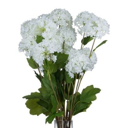 Viburnum Opulus Stem
