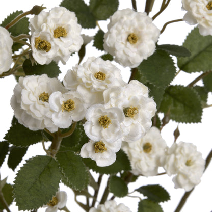 White Wild Meadow Rose Spray