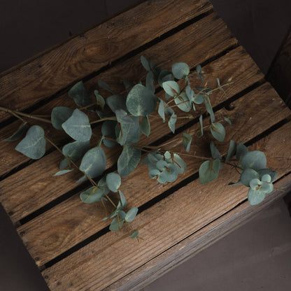 Variegated Eucalyptus Stem