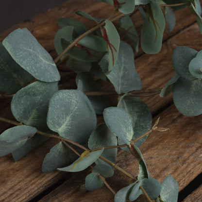 Variegated Eucalyptus Stem