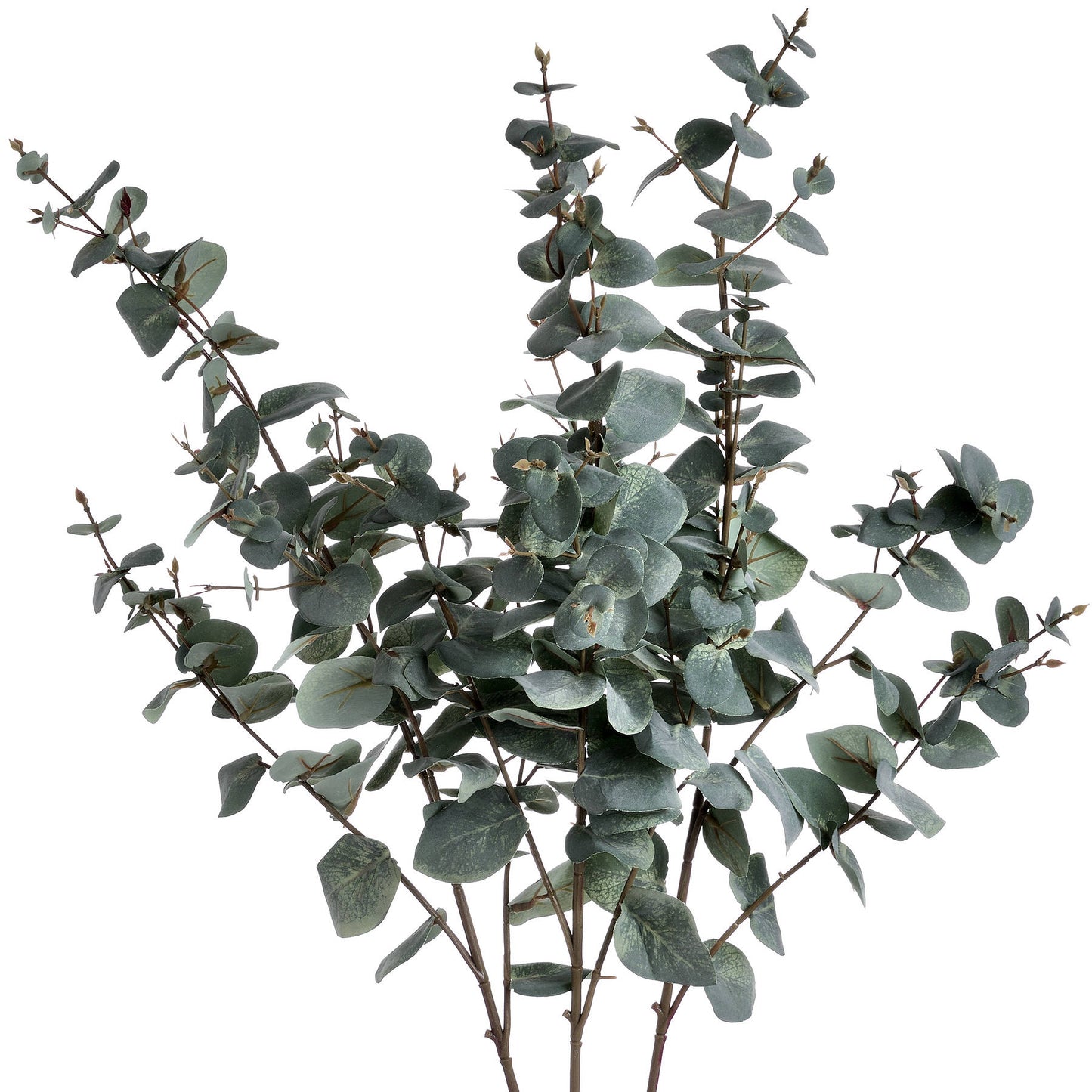 Variegated Eucalyptus Stem