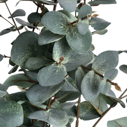 Variegated Eucalyptus Stem