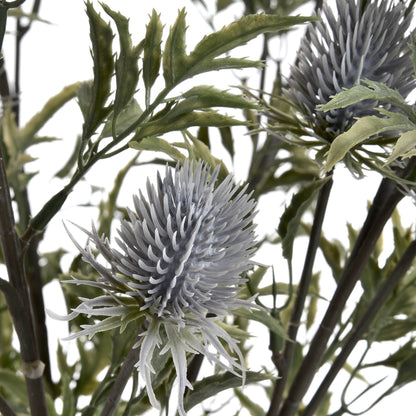 Eryngium Blue Thistle Stem
