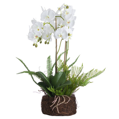 White Orchid And Fern Garden In Rootball - Large